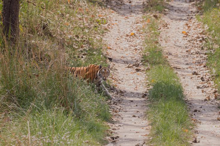 JUNGLE AND NATURE EXCURSIONS